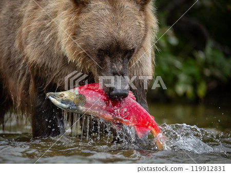 Brown Bear Fishing for Sockeye Salmon in Alaksa  119912831