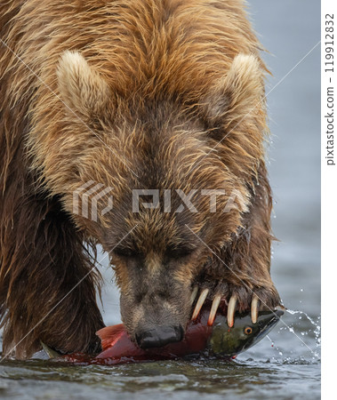 Brown Bear Fishing for Sockeye Salmon in Alaksa  119912832