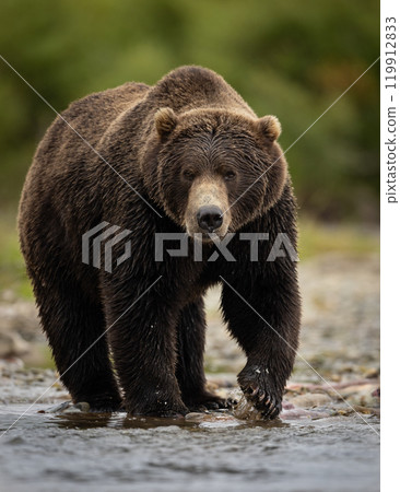 Brown Bear Fishing for Sockeye Salmon in Alaksa  119912833