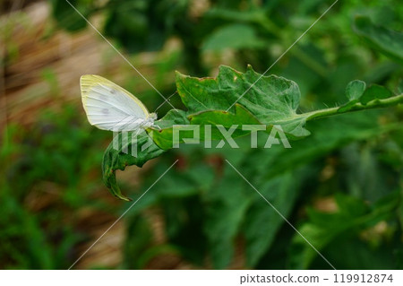 蝴蝶 蝴蝶 119912874