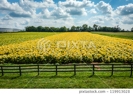 Tobacco farm in Kentucky 119913028