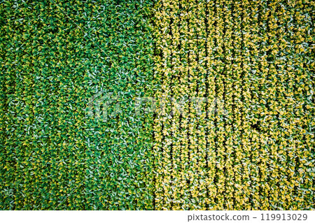 Tobacco farm in Kentucky Tobacco farm in Kentucky 119913029