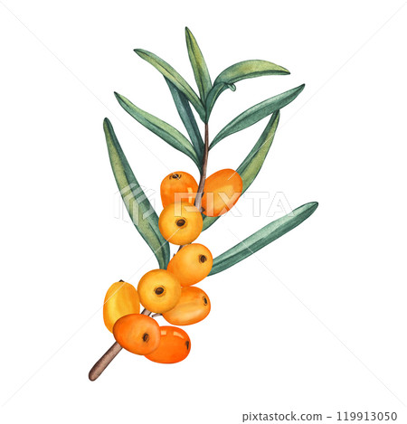 Watercolor Illustration of Sea buckthorn berries branch. Fresh ripe berries with leaves isolated on a white background. Botanical illustration Branch with Buckthorn berries Watercolor Illustration of Sea buckthorn berries branch. Fresh ripe berries with leaves isolated on a white background. Botanical illustration Branch with Buckthorn berries 119913050