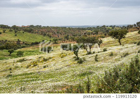 Beautiful landscape with wildflower meadows in Parque Natural do Vale do Guadiana, near Mertola, Portugal, Alentejo 119913120