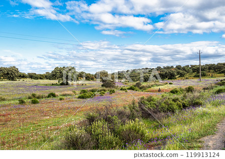 Beautiful landscape with wildflower meadows in Parque Natural do Vale do Guadiana, near Mertola, Portugal, Alentejo 119913124
