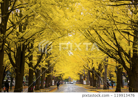 Hokkaido University ginkgo tree row Hokkaido University ginkgo tree row 119913476