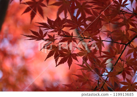 Momiji on foliage season Momiji on foliage season 119913685