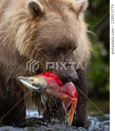Brown Bear Fishing for Sockeye Salmon in Alaksa  119913774