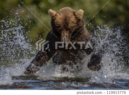 Brown Bear Fishing for Sockeye Salmon in Alaksa  119913778