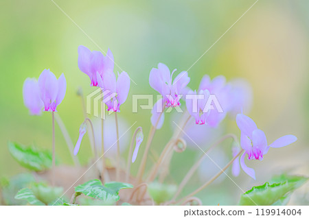 The beauty of cyclamen wrapped in soft light The beauty of cyclamen wrapped in soft light 119914004