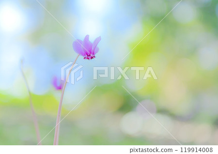 柔光包裹下的仙客來之美 119914008