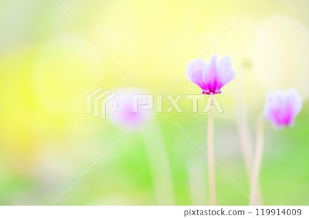 柔光包裹下的仙客來之美 119914009