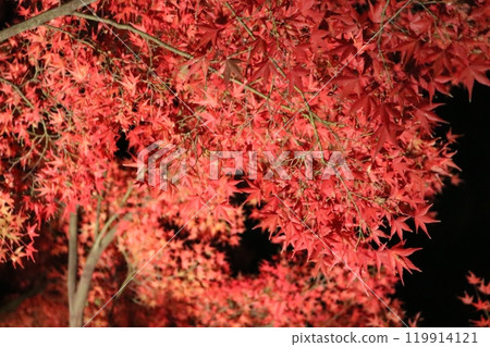 秋葉點燃了Momiji 119914121