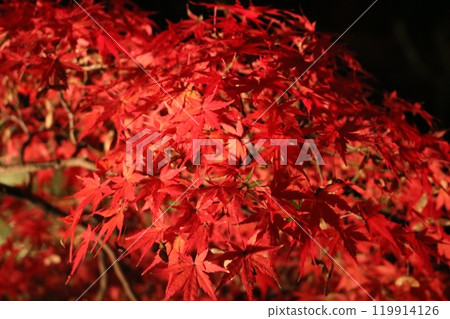 Autumn leaves Lighted up Momiji 119914126