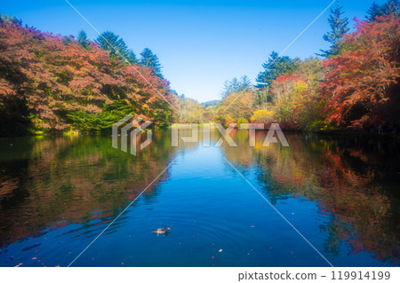 舊輕井澤雲場池的秋葉 119914199