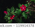 Red flowers and leaves against a dark background | Nature after the rain | Beautiful water drops and green leaves Red flowers and leaves against a dark background | Nature after the rain | Beautiful water drops and green leaves 119914378