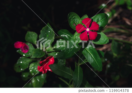 紅色的花朵和葉子在黑暗的背景下脫穎而出 | 美麗的水滴和綠葉 119914378