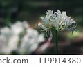 White spider lilies in autumn | Silent nature | Mysterious beauty and elegance of flowers White spider lilies in autumn | Silent nature | Mysterious beauty and elegance of flowers 119914380