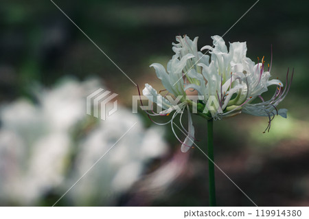 秋天的白蜘蛛百合| 靜謐的美麗和優雅的花朵| 119914380