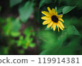 A single yellow flower surrounded by greenery | Simple beauty | Harmony in nature A single yellow flower surrounded by greenery | Simple beauty | Harmony in nature 119914381