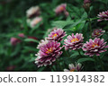 Beautiful pink zinnia flowers | Summer garden | Colorful flowers blooming on green background Beautiful pink zinnia flowers | Summer garden | Colorful flowers blooming on green background 119914382
