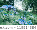 Japanese summer scenery surrounded by blooming hydrangeas and greenery - Relaxing time in nature and silence Japanese summer scenery surrounded by blooming hydrangeas and greenery - Relaxing time in nature and silence 119914384