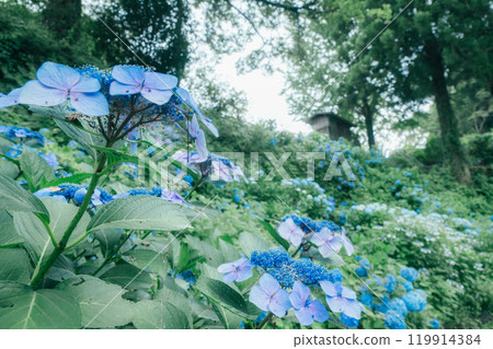 Japanese summer scenery surrounded by blooming hydrangeas and greenery - Relaxing time in nature and silence 119914384