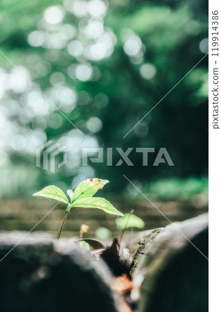 Close-up of new sprouts surrounded by green bokeh - tranquil nature and the breath of life 119914386
