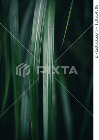 Close up of green leaves - Simple plant texture with natural beauty and serenity 119914388