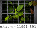 Green leaves growing through the gaps in the grating - a moment when you can feel the coexistence of the city and nature Green leaves growing through the gaps in the grating - a moment when you can feel the coexistence of the city and nature 119914391