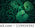 Big leaves and greenery - natural textures from deep forests Big leaves and greenery - natural textures from deep forests 119914392