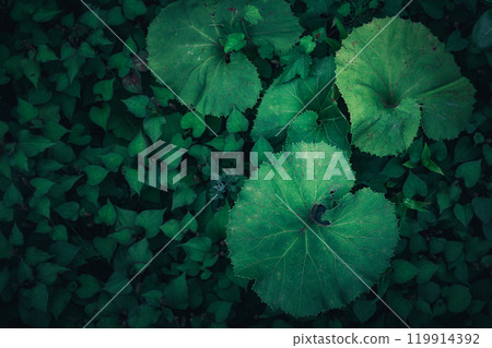 大葉子和綠叢-深林的自然紋理 大葉子和綠叢-深林的自然紋理 119914392