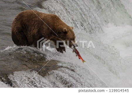 Brown Bear Fishing for Sockeye Salmon in Alaksa  119914545