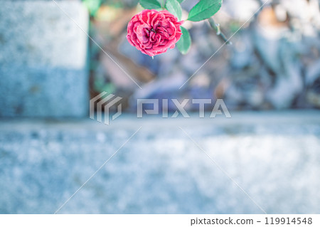 Rose of pink 119914548