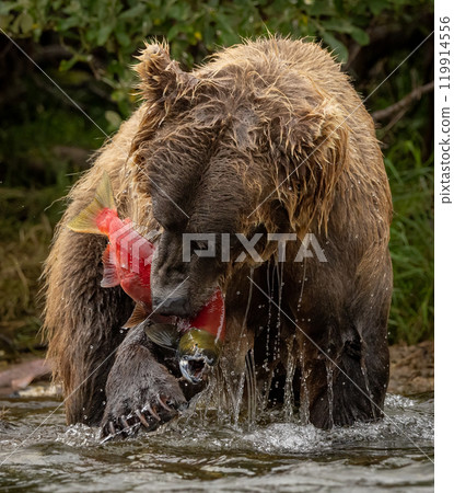 Brown Bear Fishing for Sockeye Salmon in Alaksa  119914556