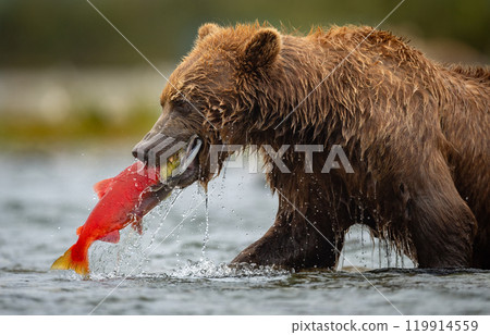 Brown Bear Fishing for Sockeye Salmon in Alaksa  119914559