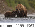Brown Bear Fishing for Sockeye Salmon in Alaksa  119914563