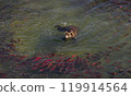 Brown Bear Fishing for Sockeye Salmon in Alaksa  119914564