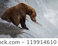 Brown Bear Fishing for Sockeye Salmon in Alaksa  119914610