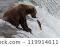 Brown Bear Fishing for Sockeye Salmon in Alaksa  119914611