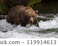 Brown Bear Fishing for Sockeye Salmon in Alaksa  119914613