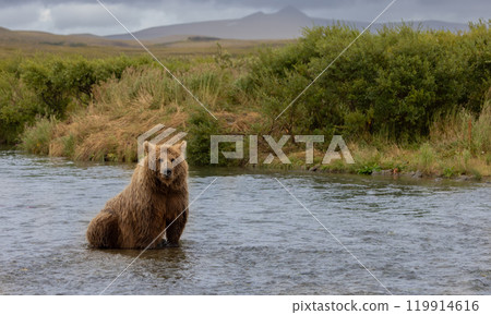 Brown Bear Fishing for Sockeye Salmon in Alaksa  119914616