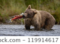 Brown Bear Fishing for Sockeye Salmon in Alaksa  119914617