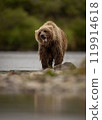 Brown Bear Fishing for Sockeye Salmon in Alaksa  119914618