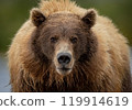 Brown Bear Fishing for Sockeye Salmon in Alaksa  119914619