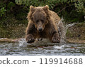 Brown Bear Fishing for Sockeye Salmon in Alaksa  119914688