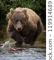 Brown Bear Fishing for Sockeye Salmon in Alaksa  119914689