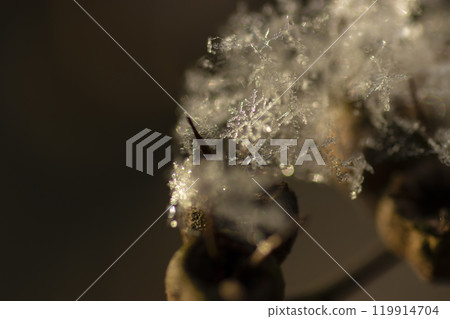 Snowflakes - Macro photography of button snow Snowflakes - Macro photography of button snow 119914704