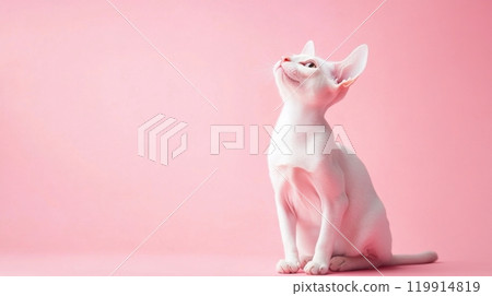 white cat sphinx with a curious expression looks upwards against a soft pink background 119914819