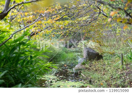 Trees that began to color 119915090